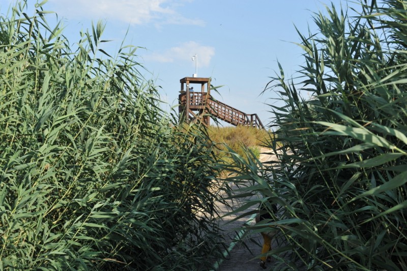 The protected wetlands of Lagunas de Campotejar in Molina de Segura