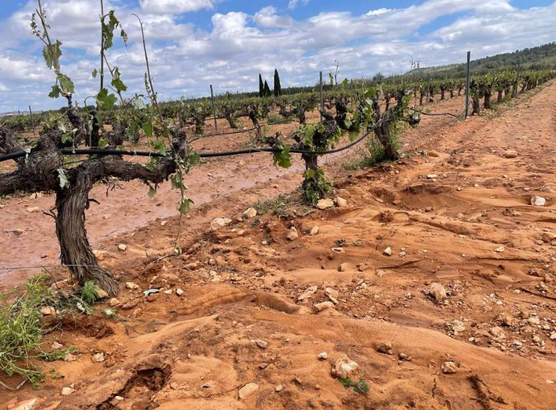 Hail damage devastates crops in Yecla and Jumilla, with losses nearing €80 million