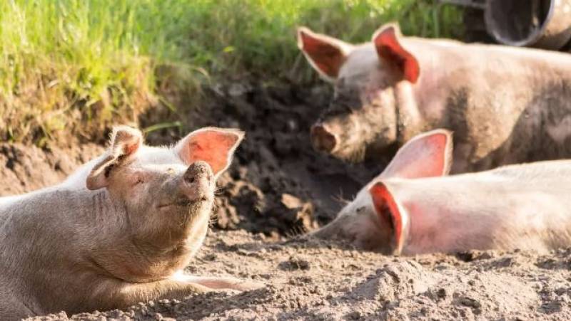 Andalucían scientists pioneer cleaner pig farming to cut pollution