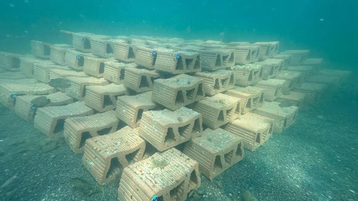 Mar Menor's first oyster reef takes shape to help clean the lagoon