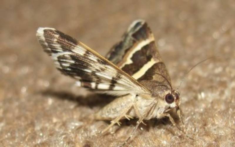 Are moths munching your wardrobe? Here's how to keep your clothes safe this autumn