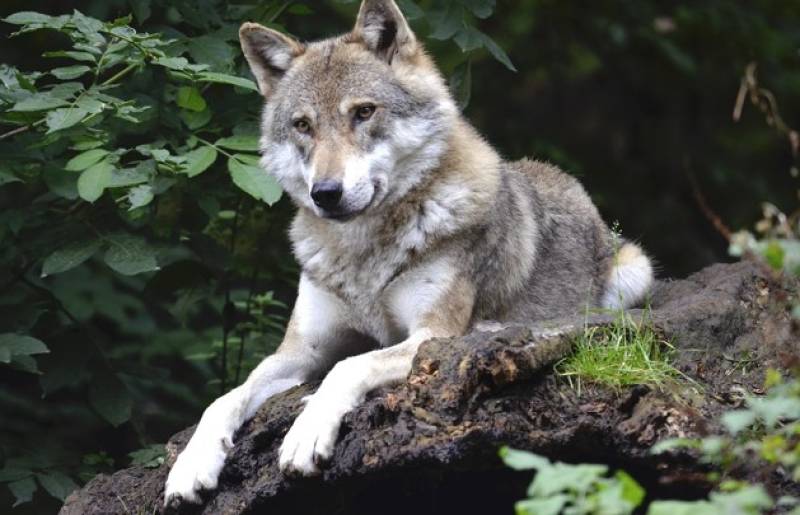 Terra Natura Murcia welcomes two rare Iberian wolves to its conservation family