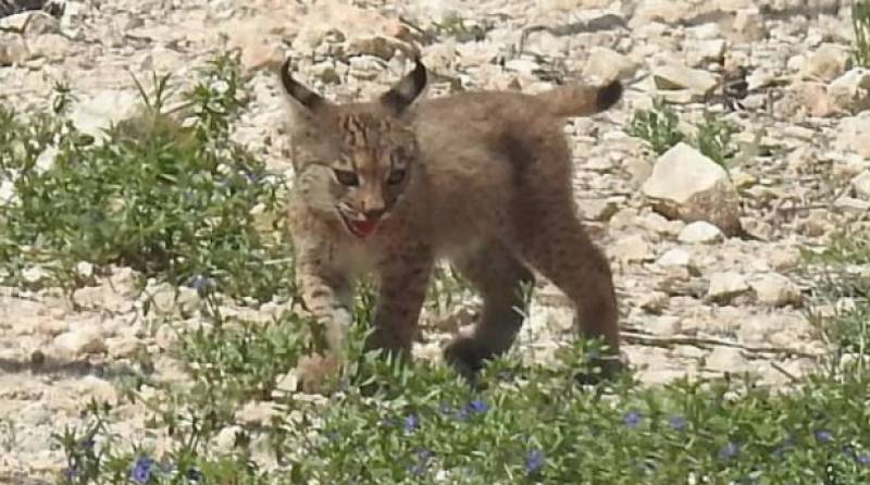 Spanish scientists create first Iberian Lynx embryos in laboratory breakthrough