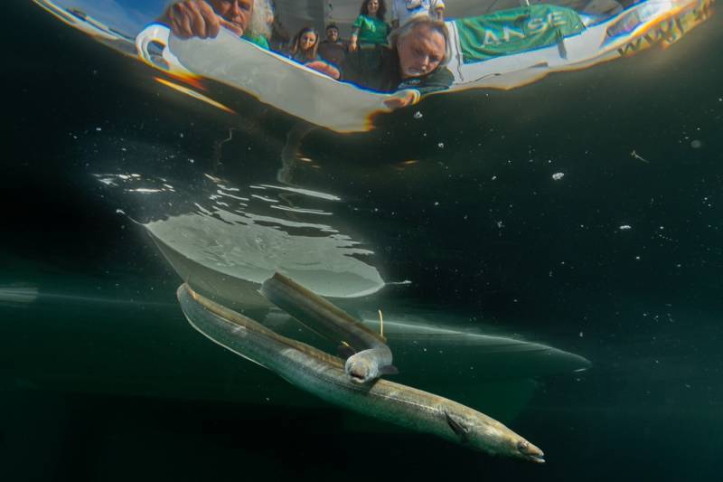 Spain steps in to protect the eels of the Mar Menor