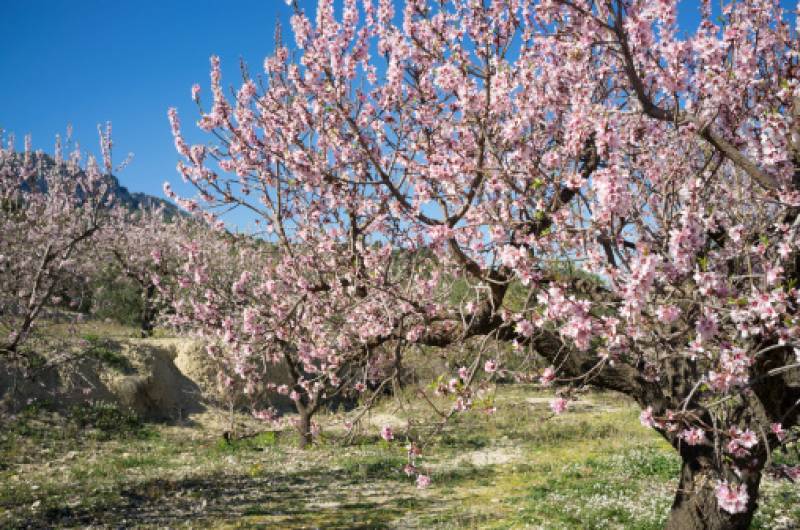 Where to see the best almond blossoms in Alicante this February, according to National Geographic