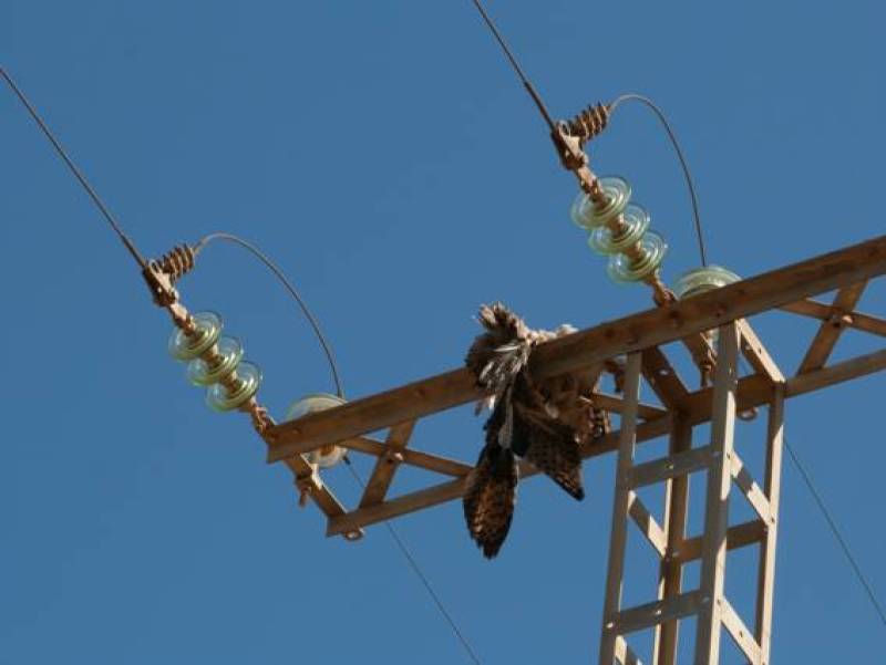 Protected birds at risk as dangerous power lines in Murcia remain unsafe after crucial deadline