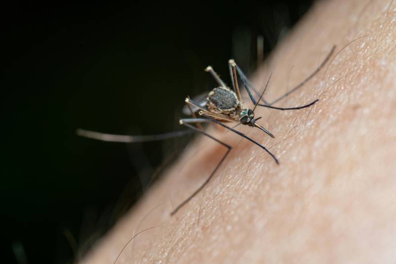 More mosquitoes on the way after heavy rains