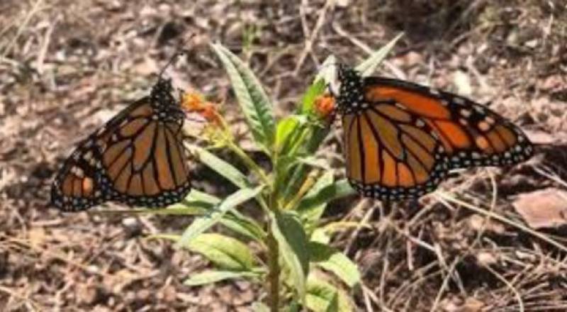May 26 and 27 Spring butterfly evenings at Lorca castle!