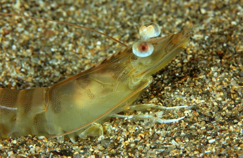Why scientists are trying to bring back the Mediterranean Prawn to the Mar Menor
