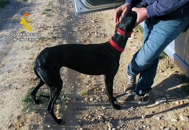 Man arrested in Jumilla for illegal hare poaching using hunting dogs