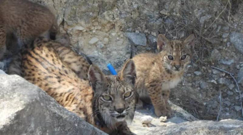 Four Iberian lynx kittens born in the wild in the Highlands of Lorca