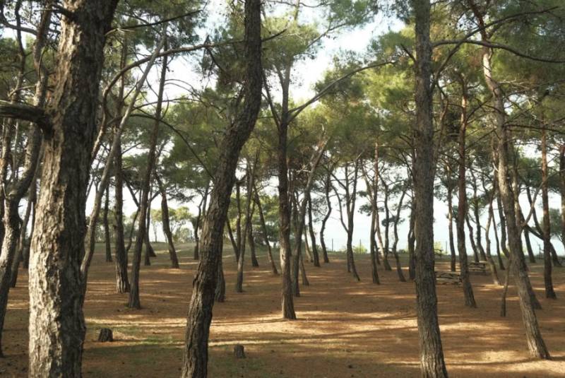Murcia has spent €20 million protecting its forests from drought, and there is a 15-year plan to do much more