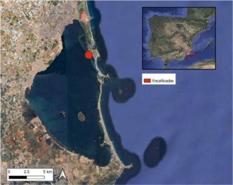Microplastics found in Mar Menor blue crabs raise food safety concerns