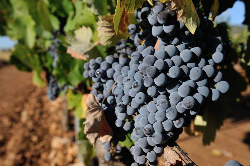 Grape-picking for 2026 wines begins in Jumilla