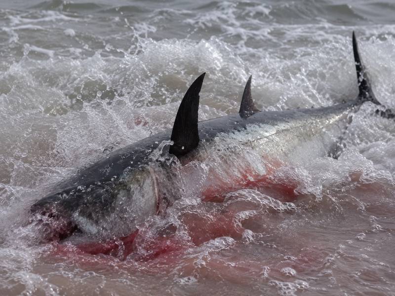 A 295kg tuna turned up in the shallows at Marbella and chaos, briefly, ensued