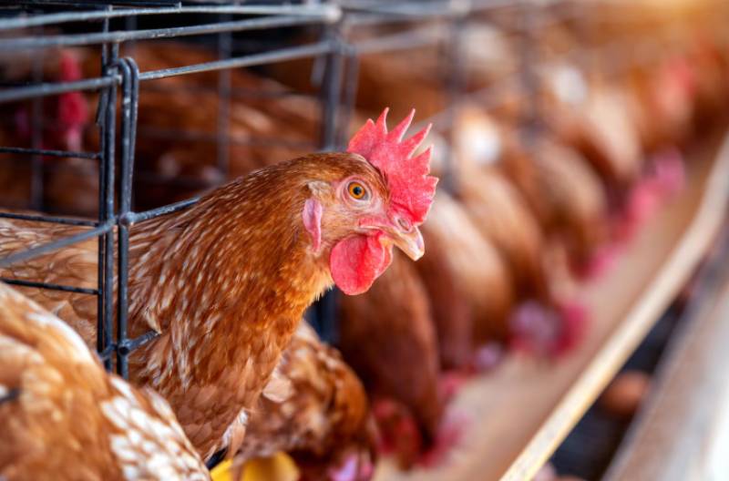 Spain's supermarket giant throws its weight behind major animal welfare move