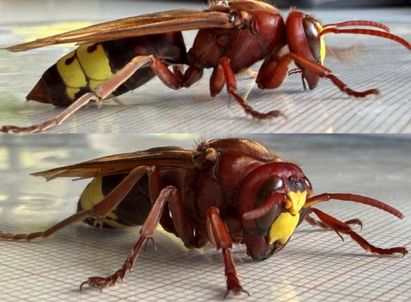 Beekeepers battle growing oriental hornet threat in Campo de Cartagena