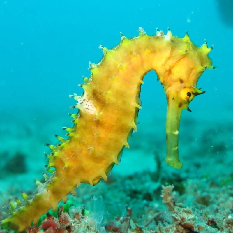 Mar Menor seahorse gets long-awaited vulnerable status after a 20-year campaign