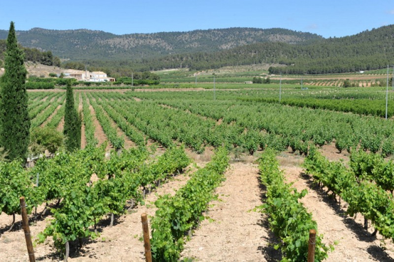 How to book and navigate the Bullas Wine Routes, the Rutas del Vino