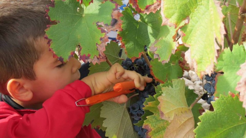 Jumilla wine route, BSI Bodegas San Isidro