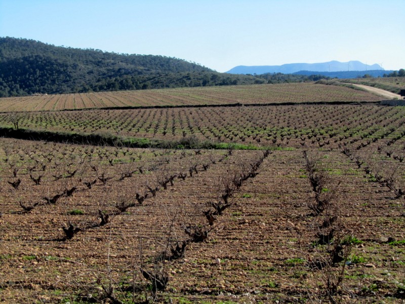 Jumilla wine route, Bodega Xenysel