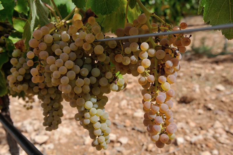 Bodegas La Purísima affiliated to Yecla Wine Route