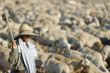 A history of Fuente Álamo