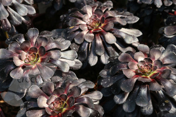 Propagating Aeoniums